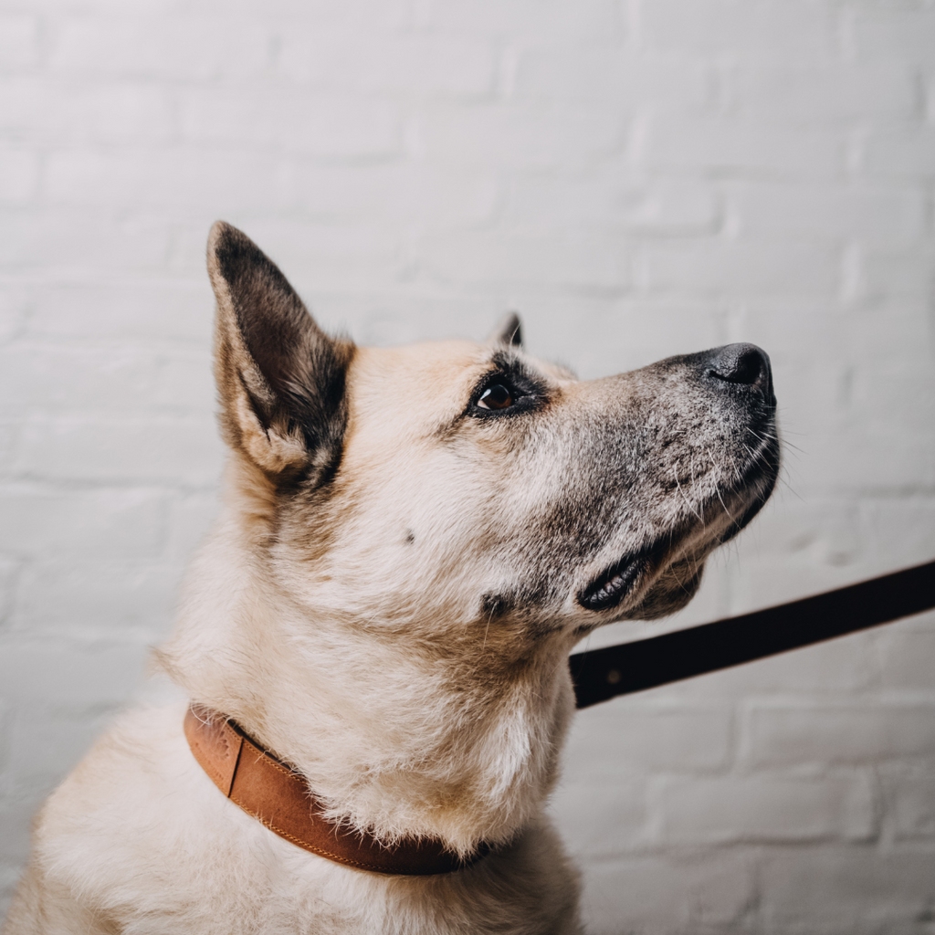 Bowtie Dog Collar & Leash Set | Pet Accessories | Genuine Leather | 1 Style