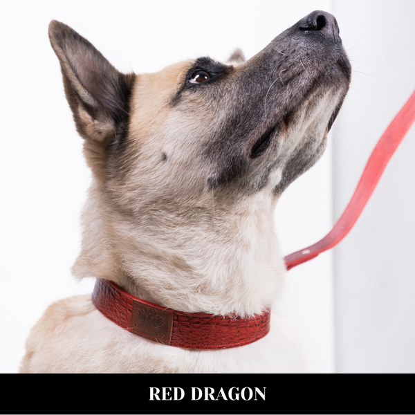 Classic Dog Collar & Leash Set | Pet Accessories | Genuine Leather | 6 Styles