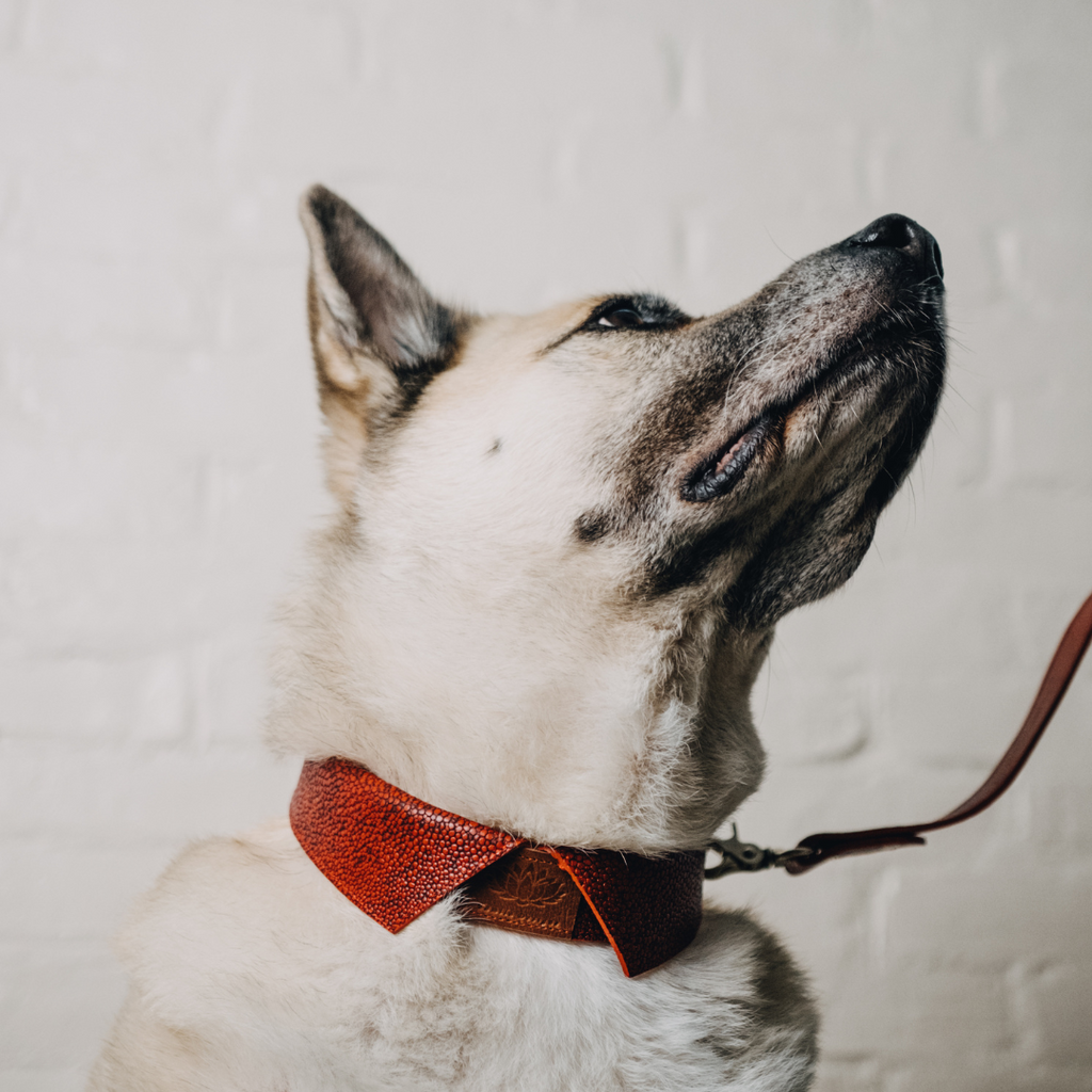 Vi Dog Collar & Leash Set | Pet Accessories | Genuine Leather | 2 Styles